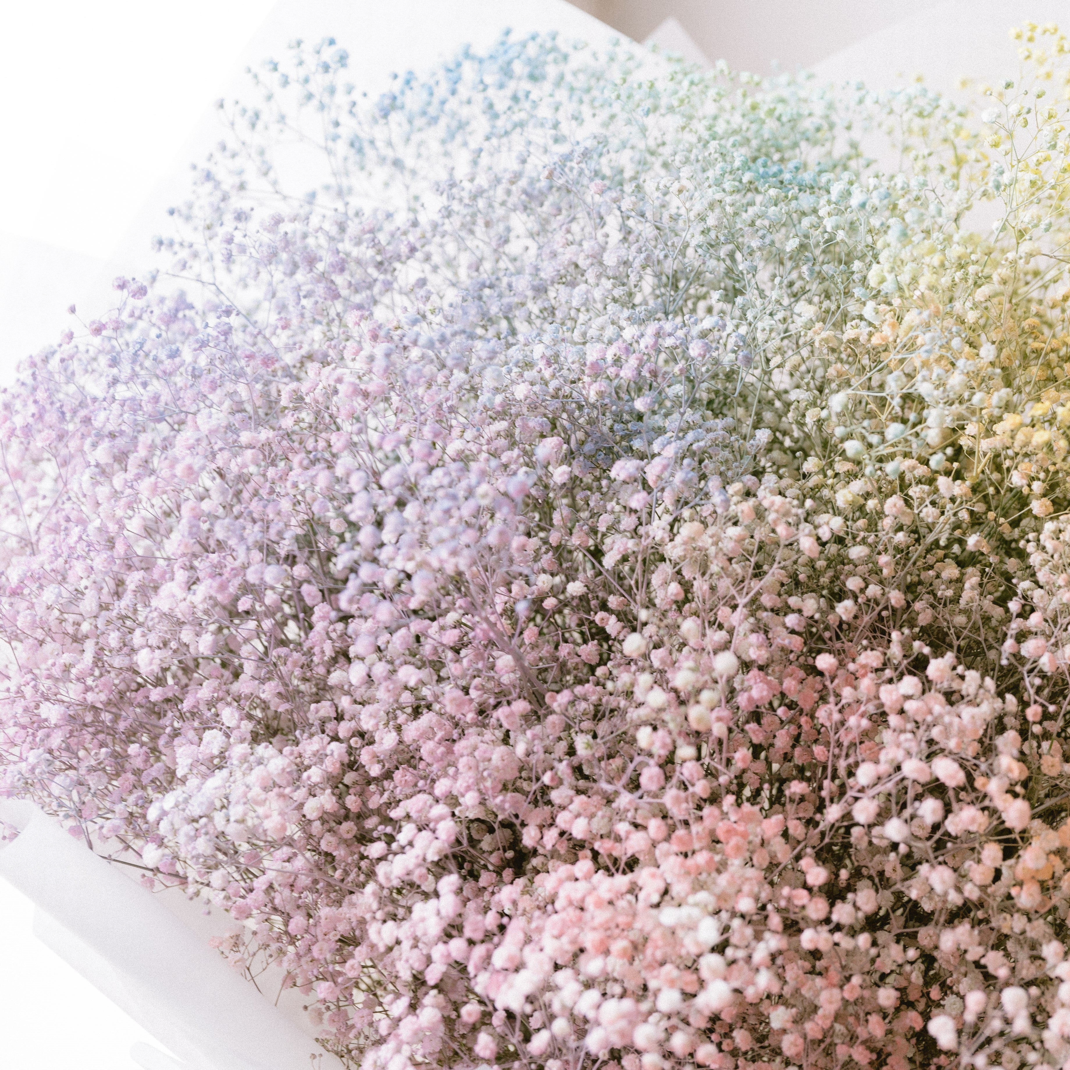 Baby's Breath Bouquet