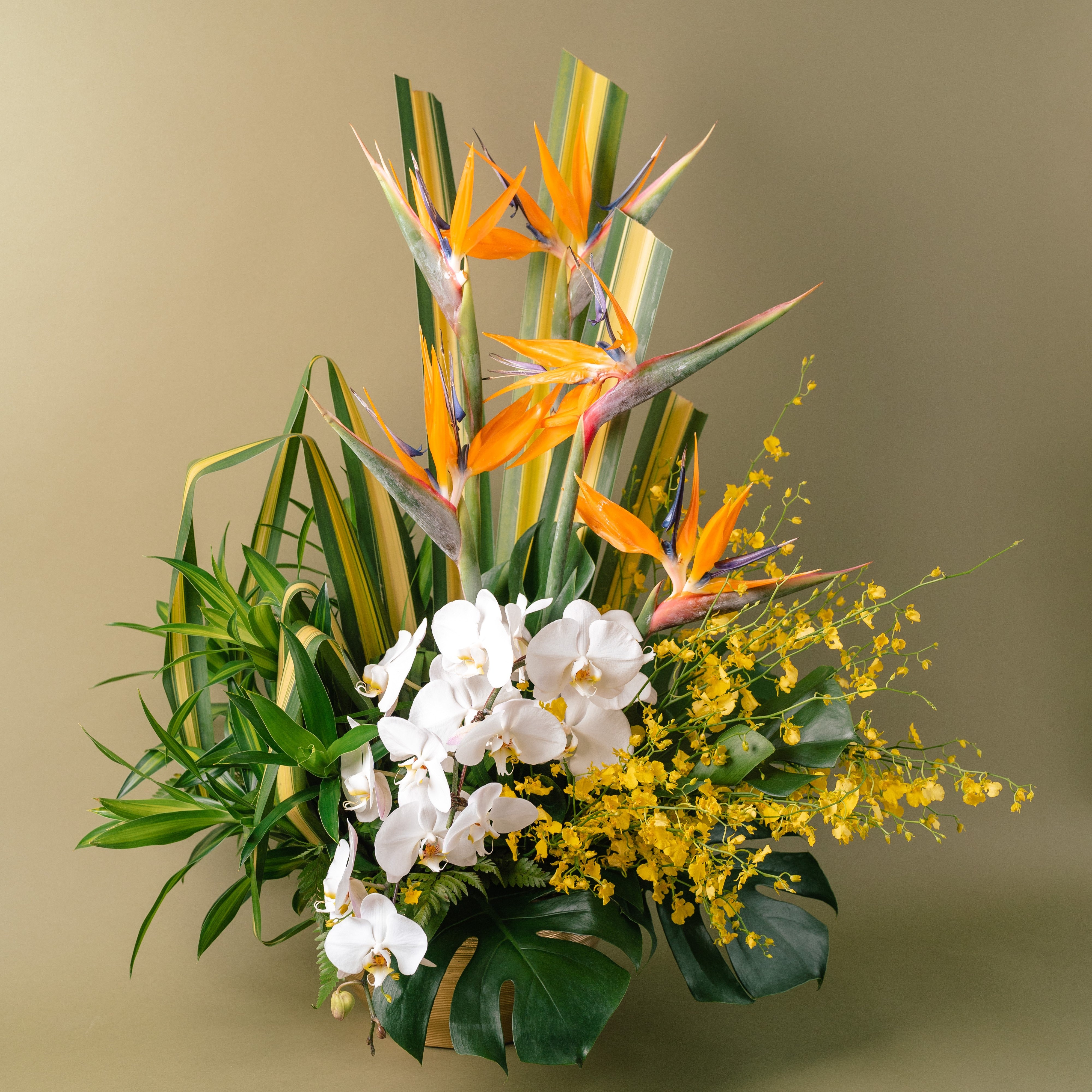 Dancing Lady Orchids Arrangement