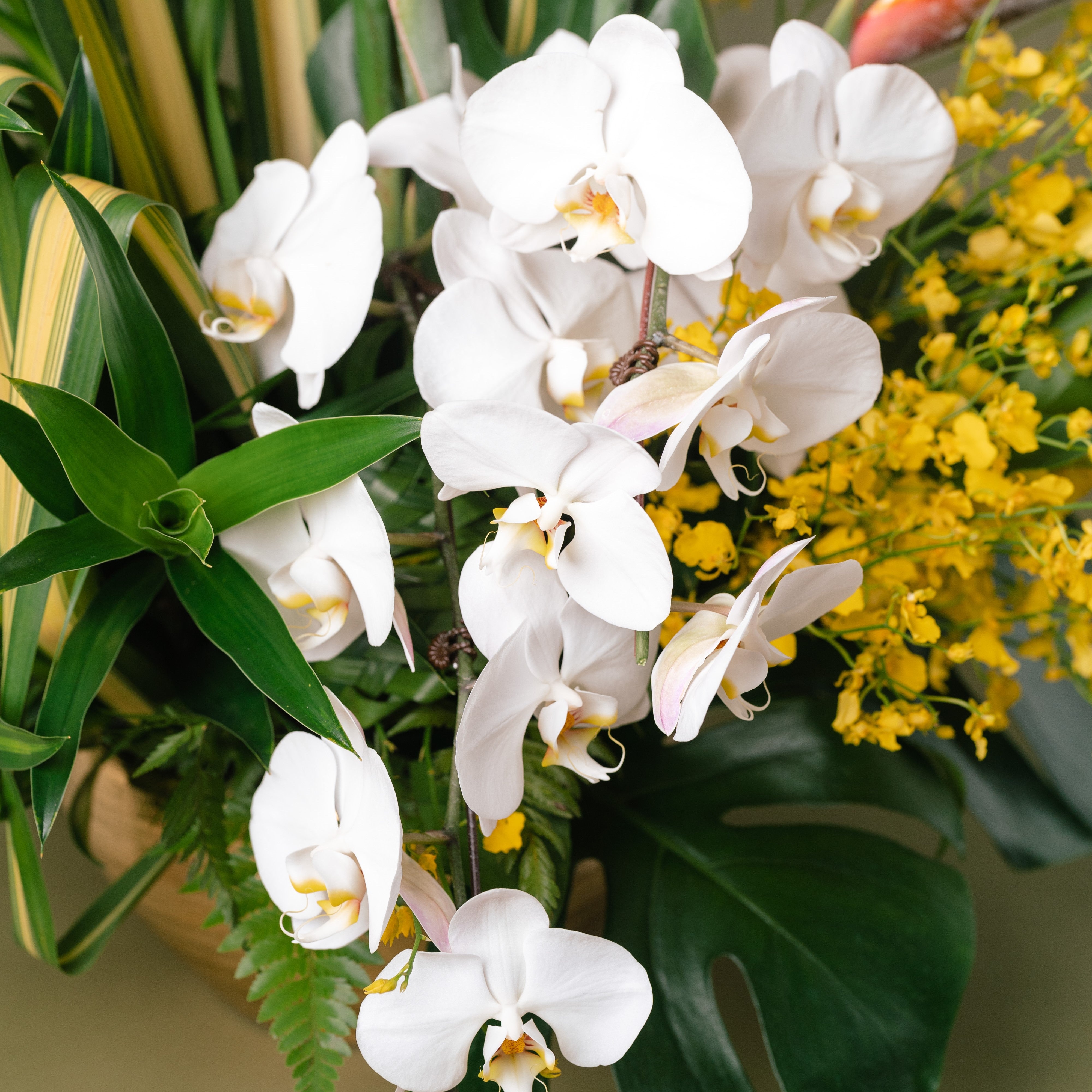Dancing Lady Orchids Arrangement