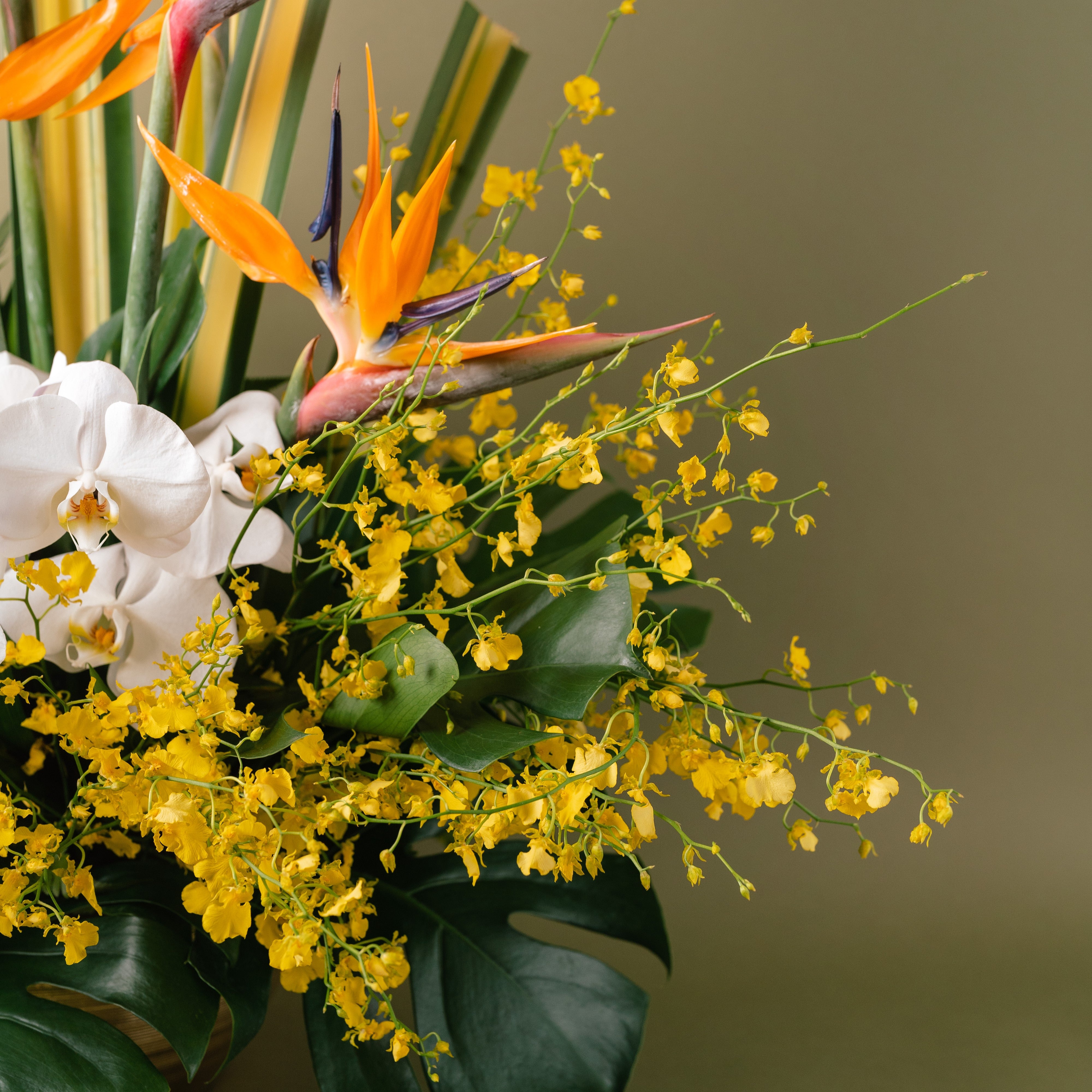 Dancing Lady Orchids Arrangement