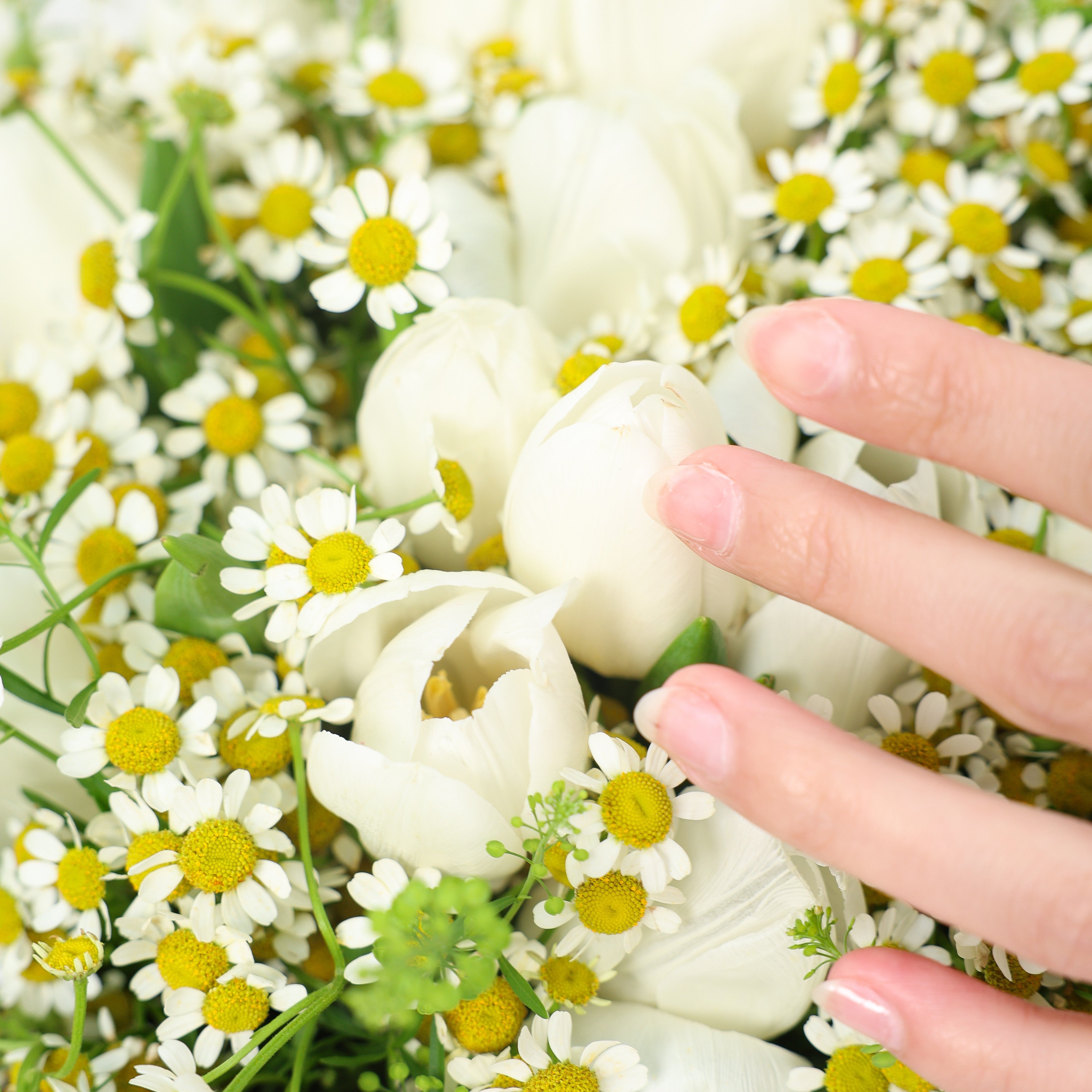 Spring Whispers