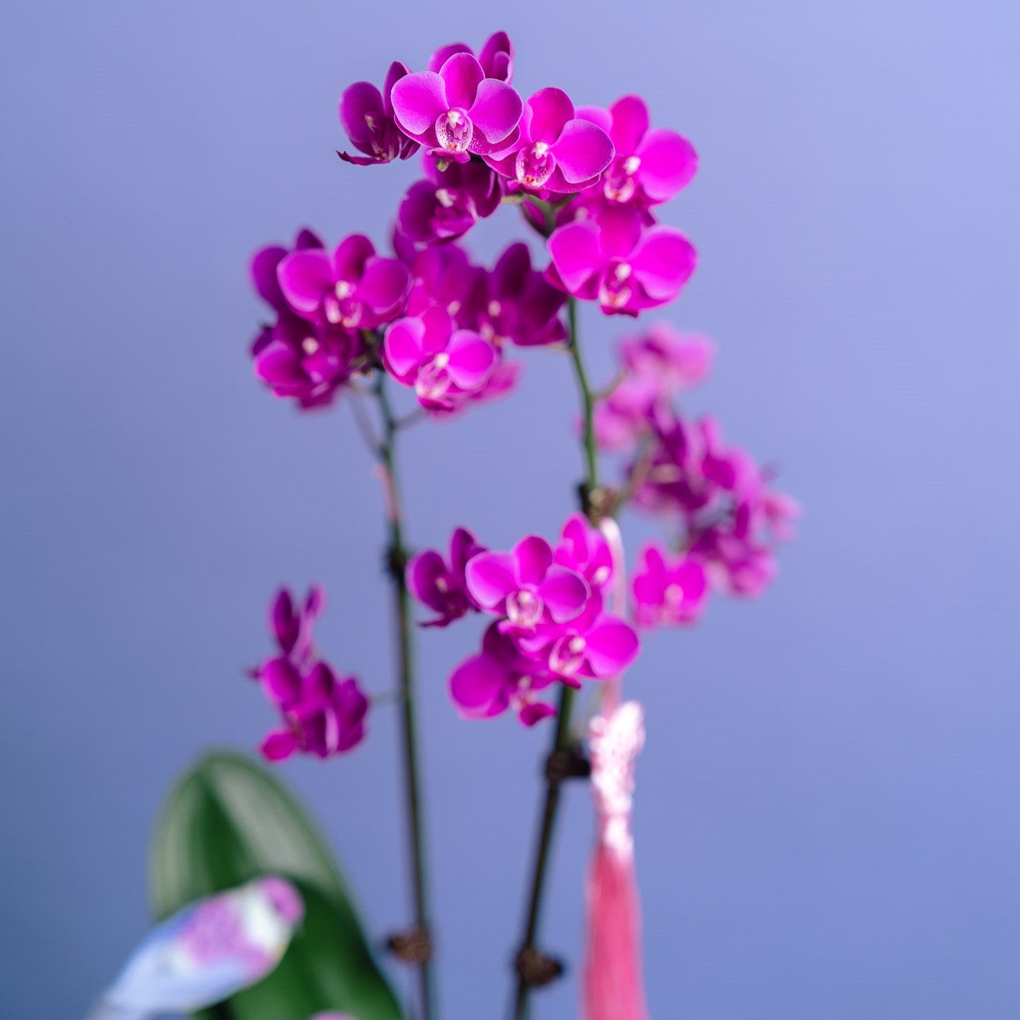 Petite Orchid Vase