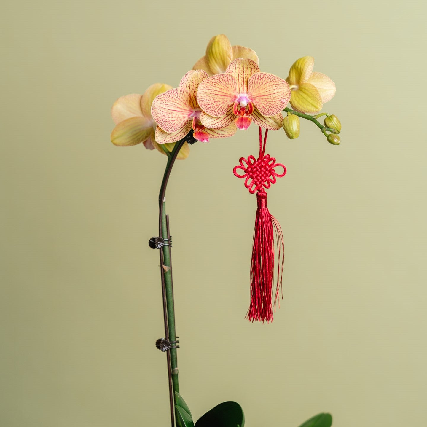 Petite Orchid Vase