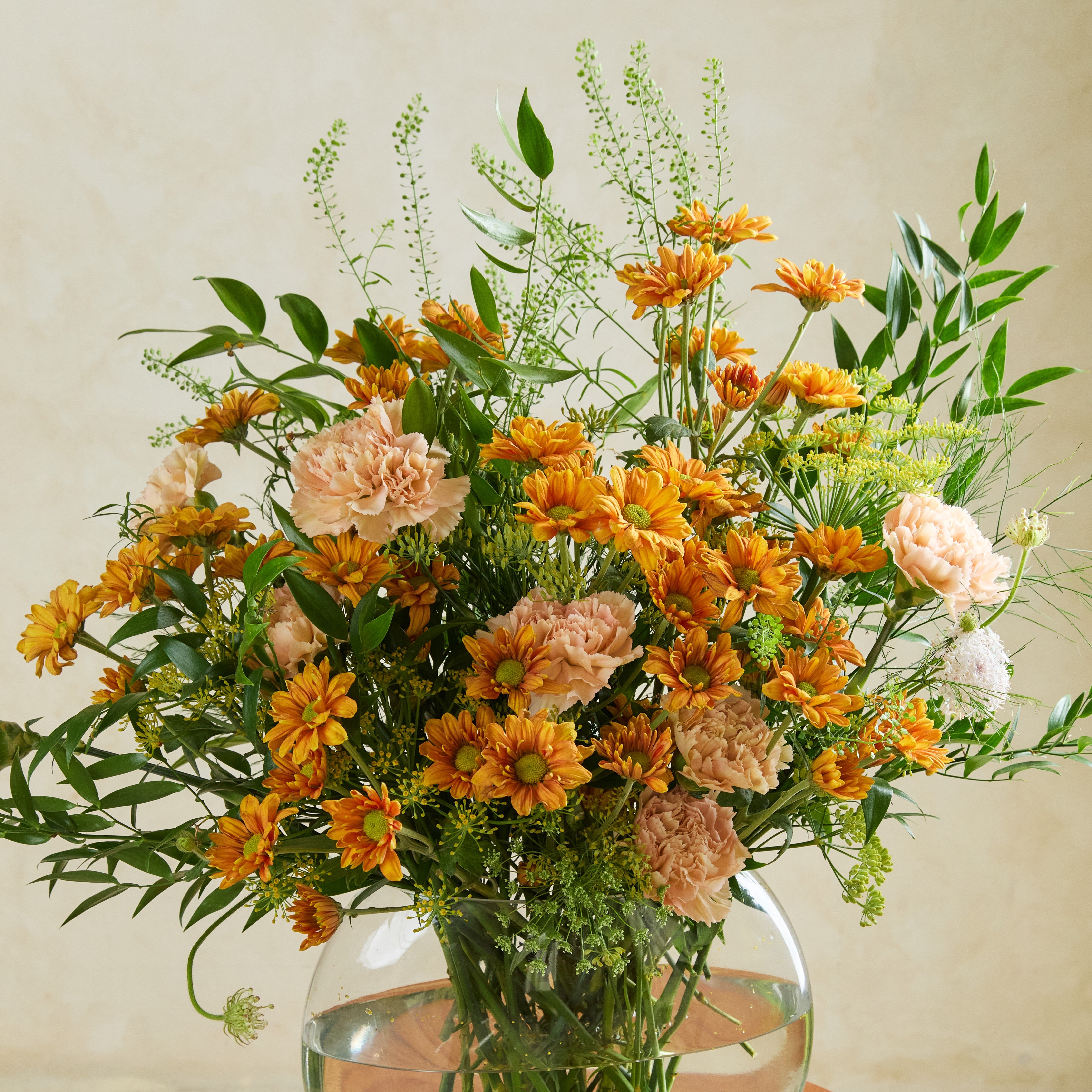 Apricot Daydream