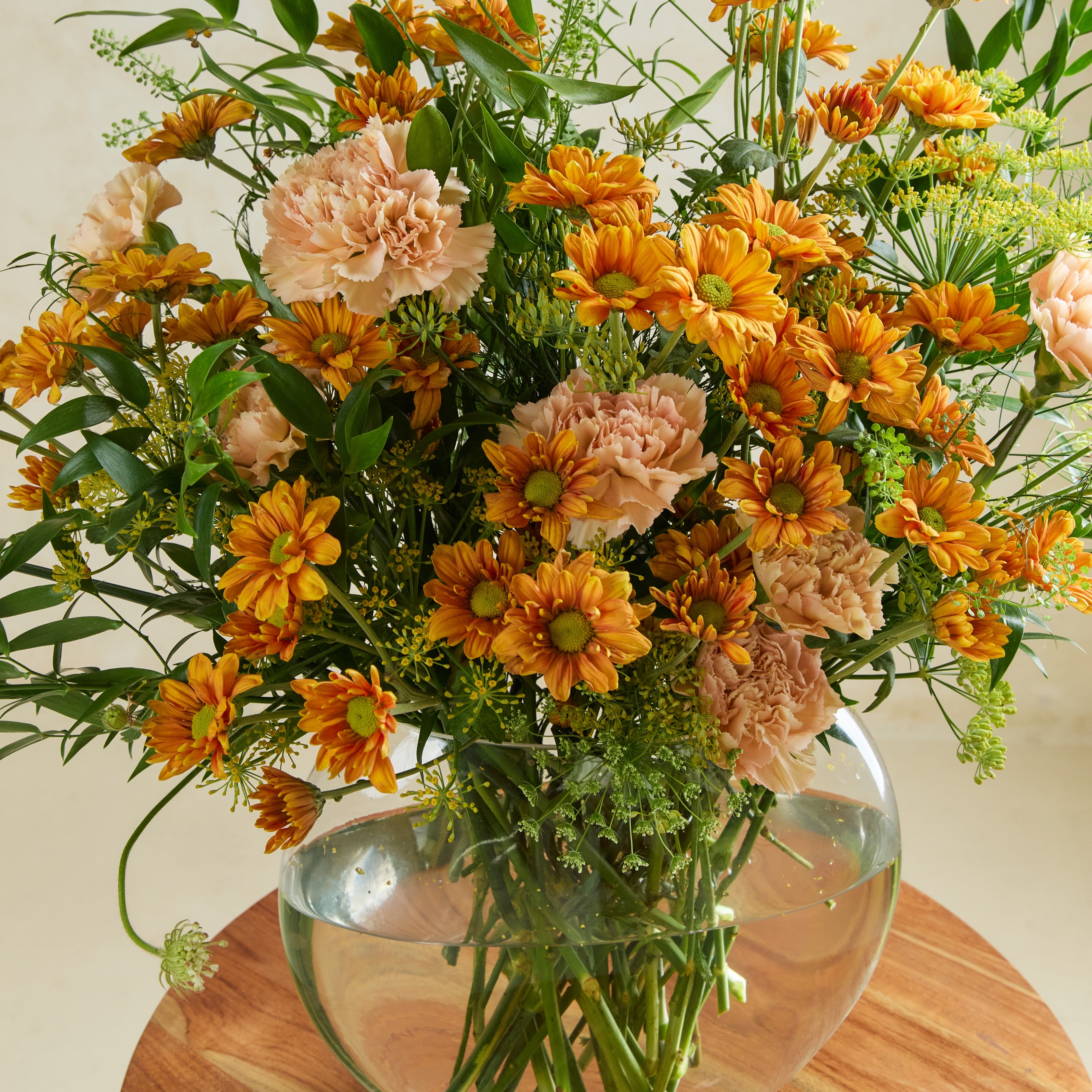 Apricot Daydream