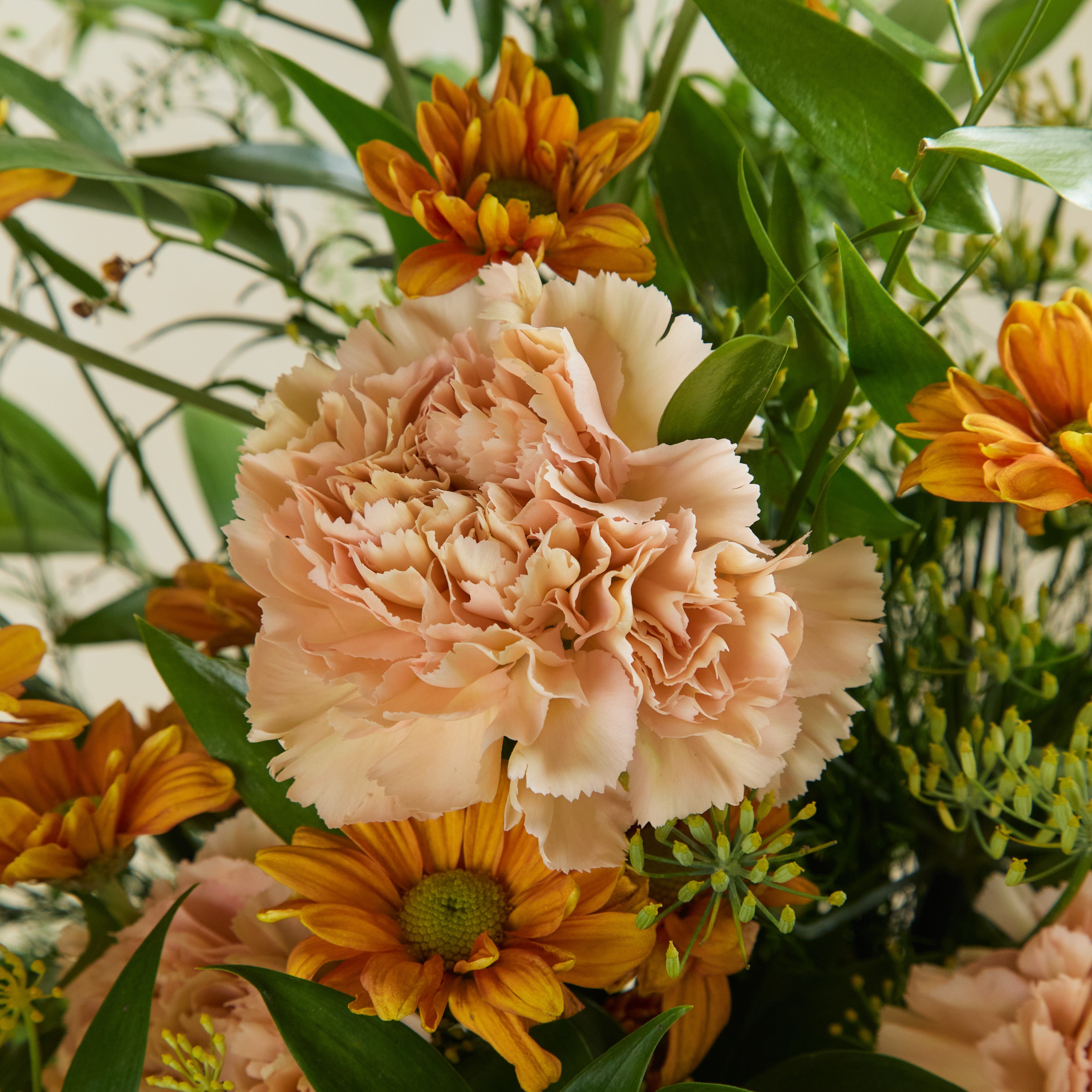 Apricot Daydream