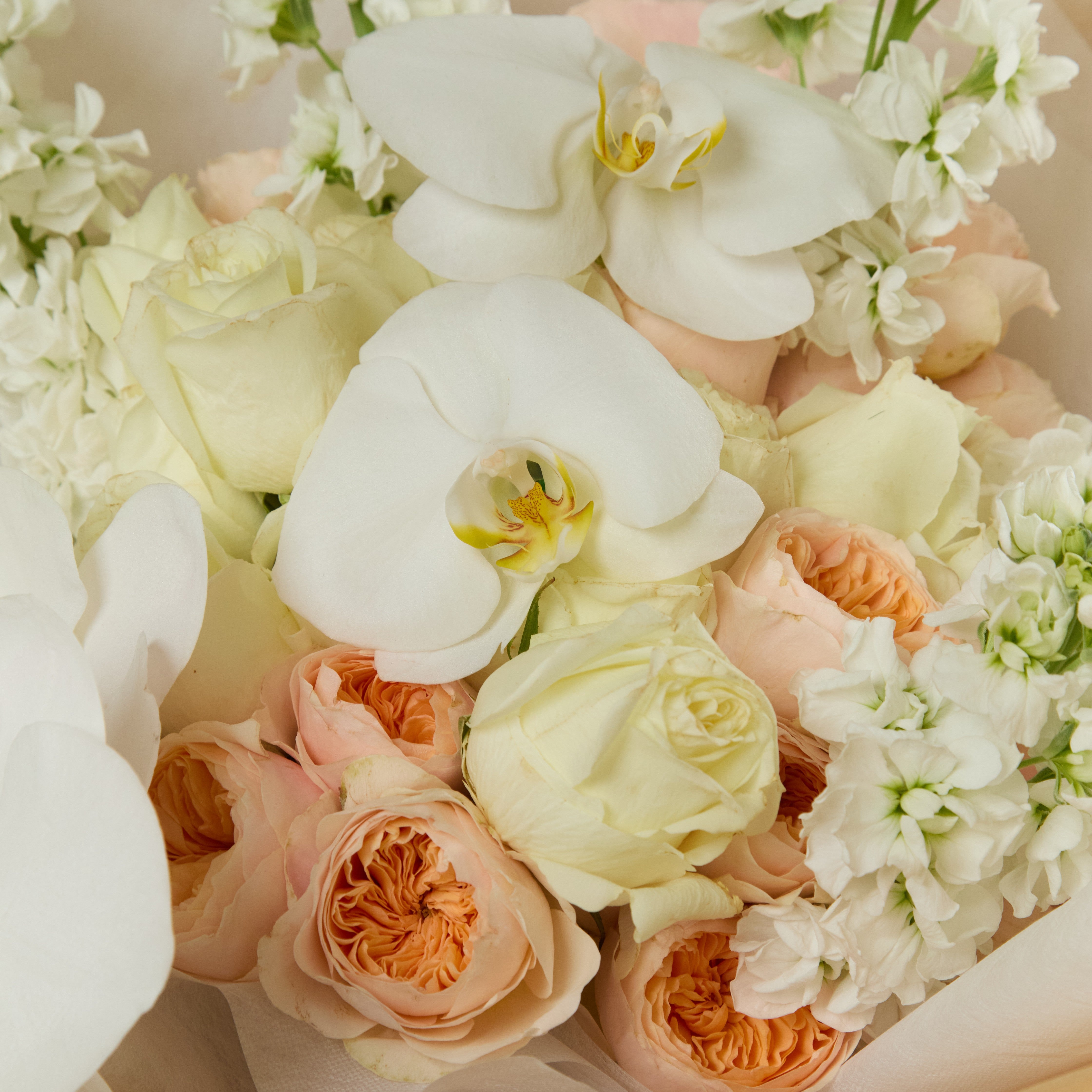 Whispering Elegance