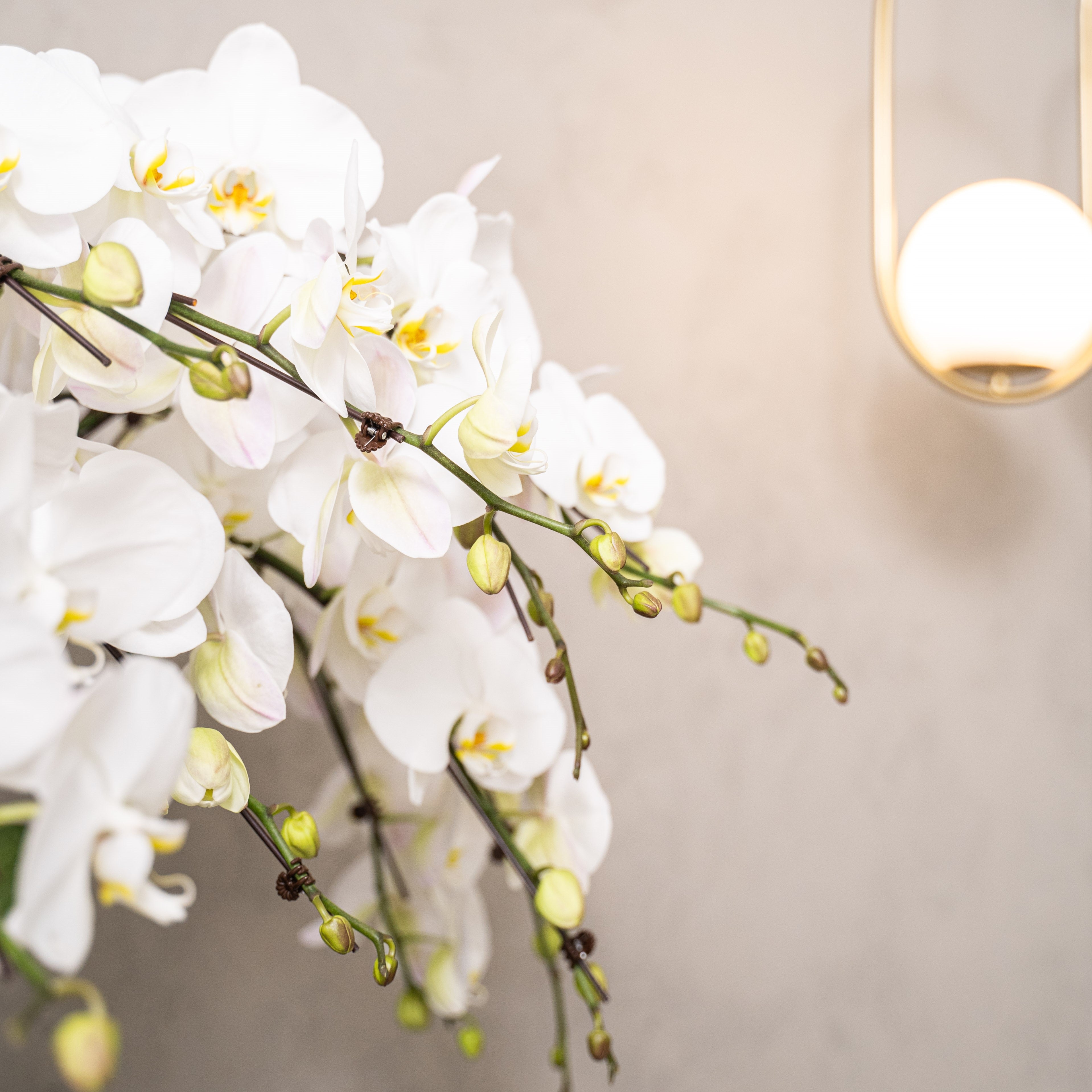 Grand Phalaepnosis Orchid Vase