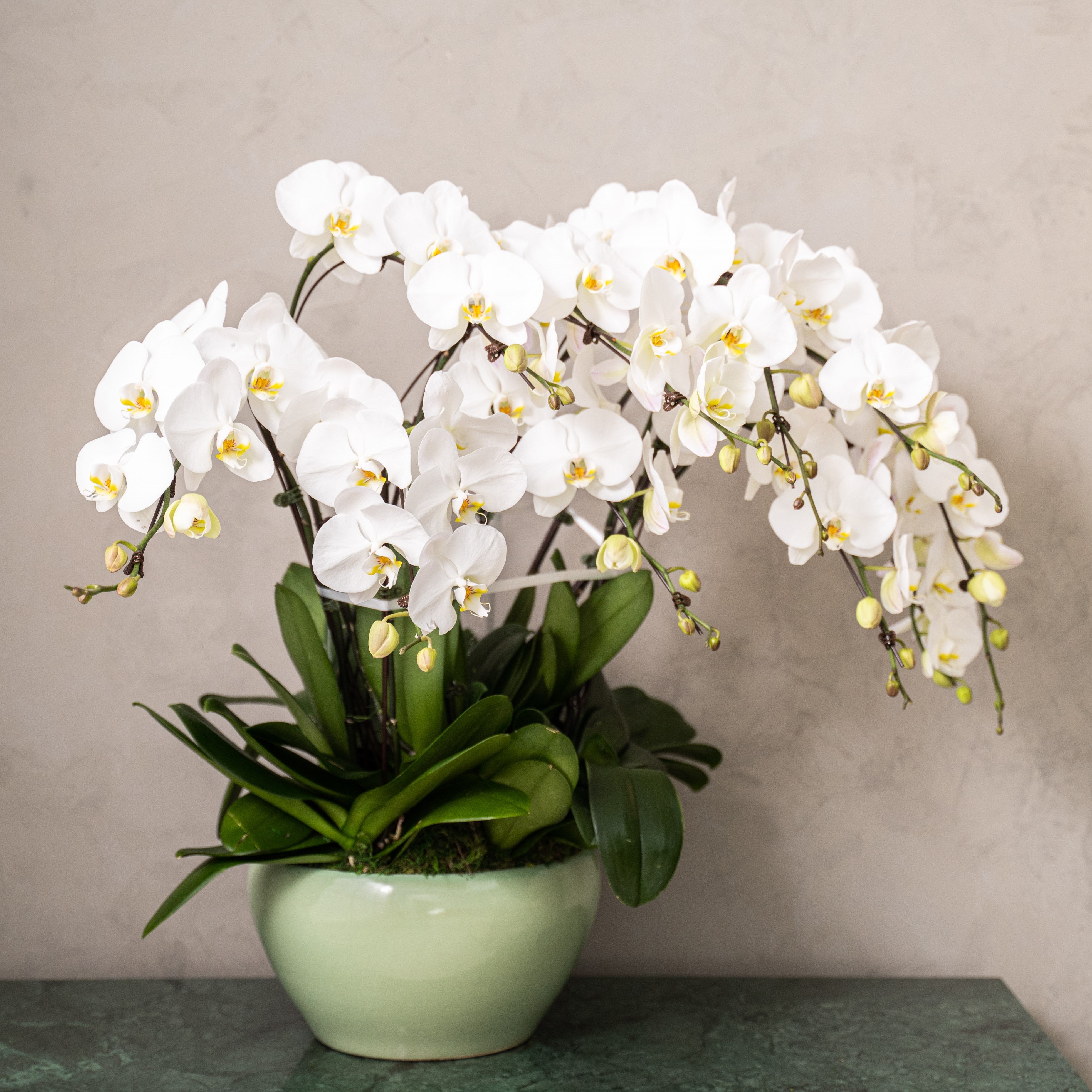 Grand Phalaepnosis Orchid Vase