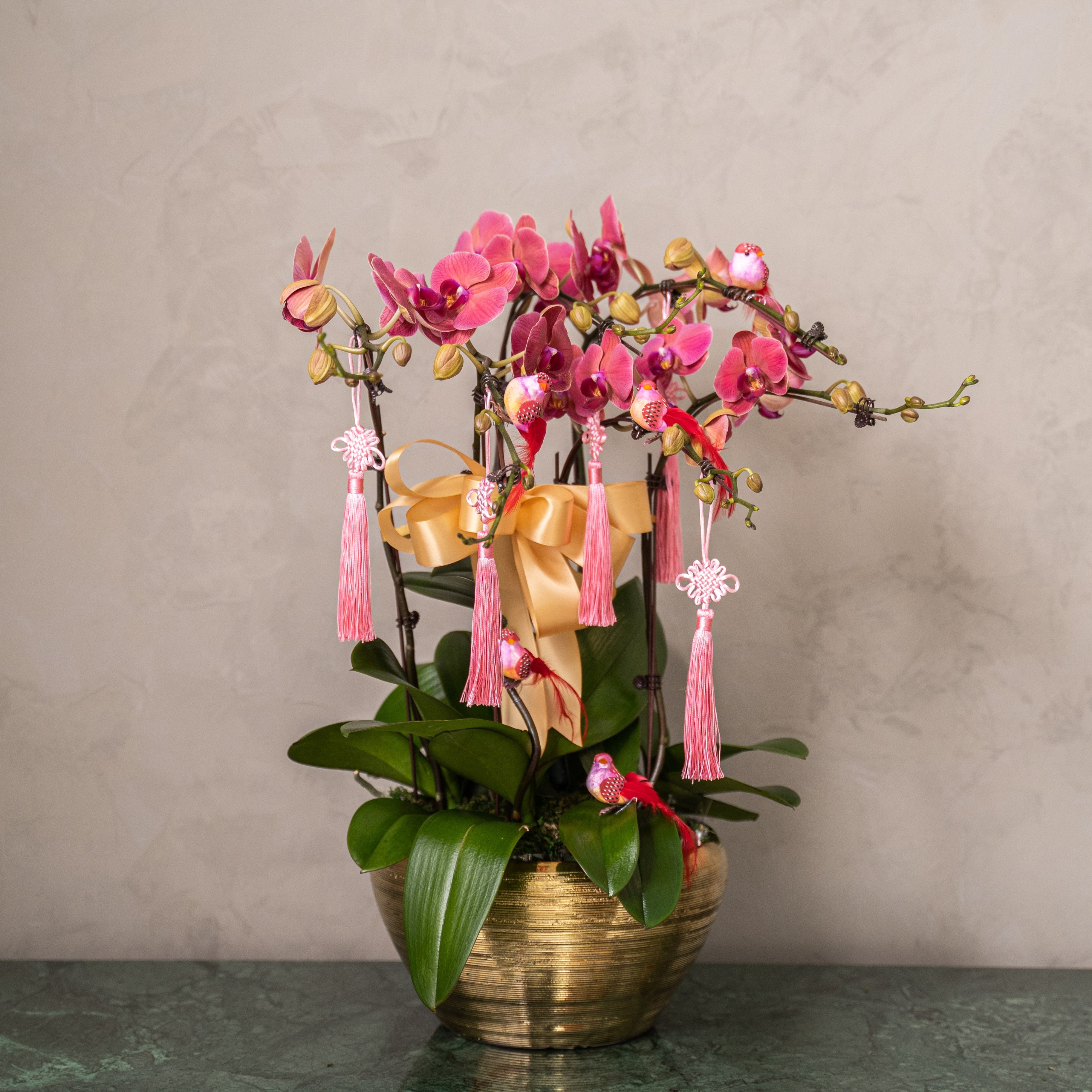 Special Phalaenopsis Orchid Vase