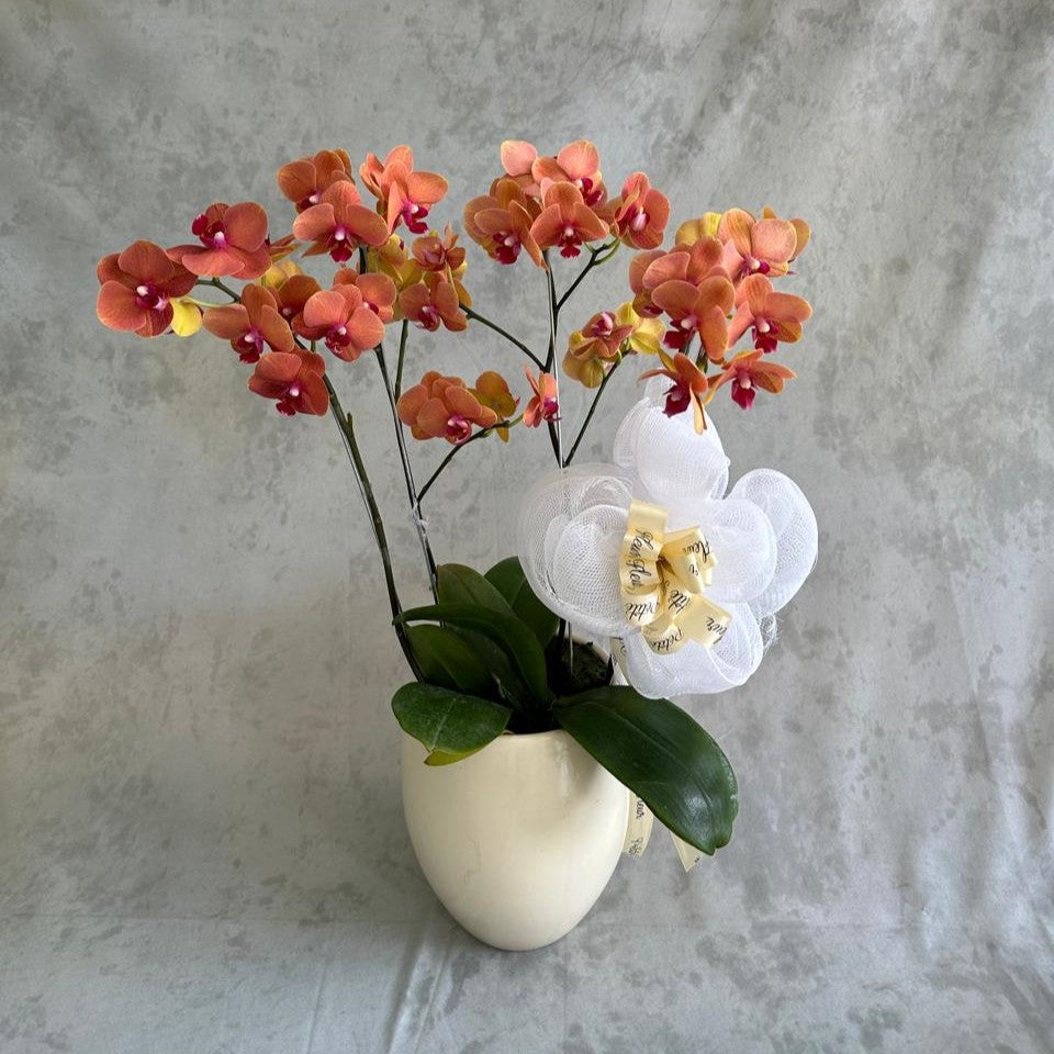 Elegant Orchid Surprise