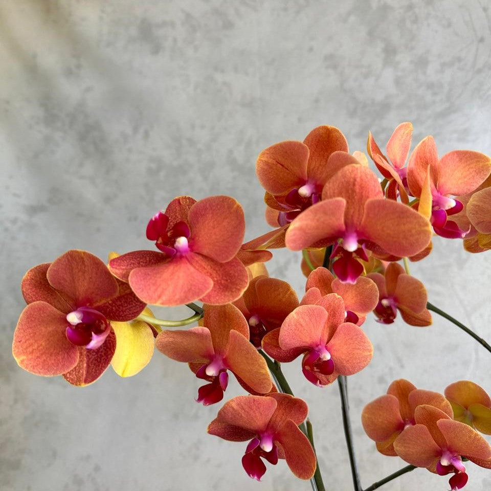 Elegant Orchid Surprise