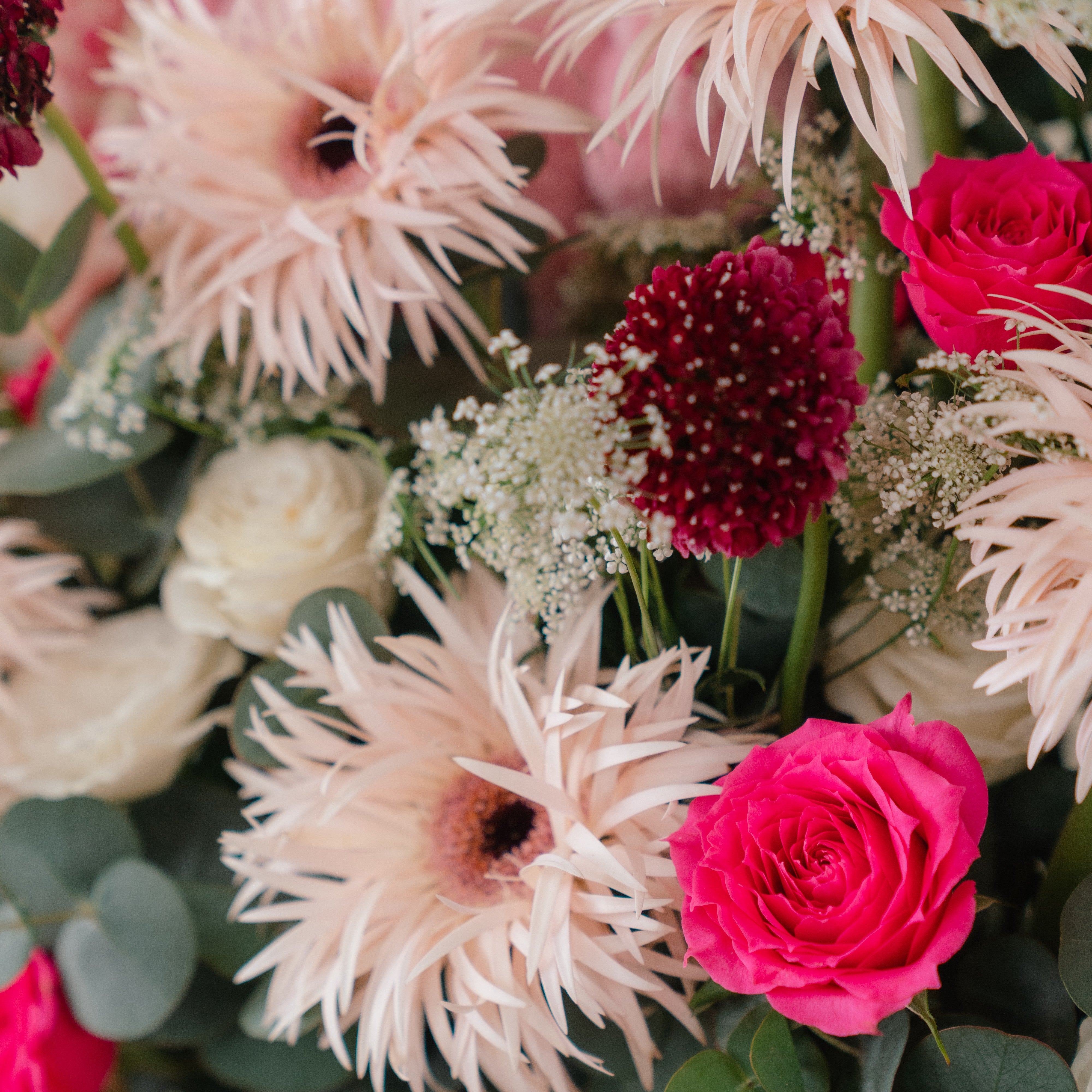 Jellycat Blushkin Bunny and Cheerful Holland Gerberas