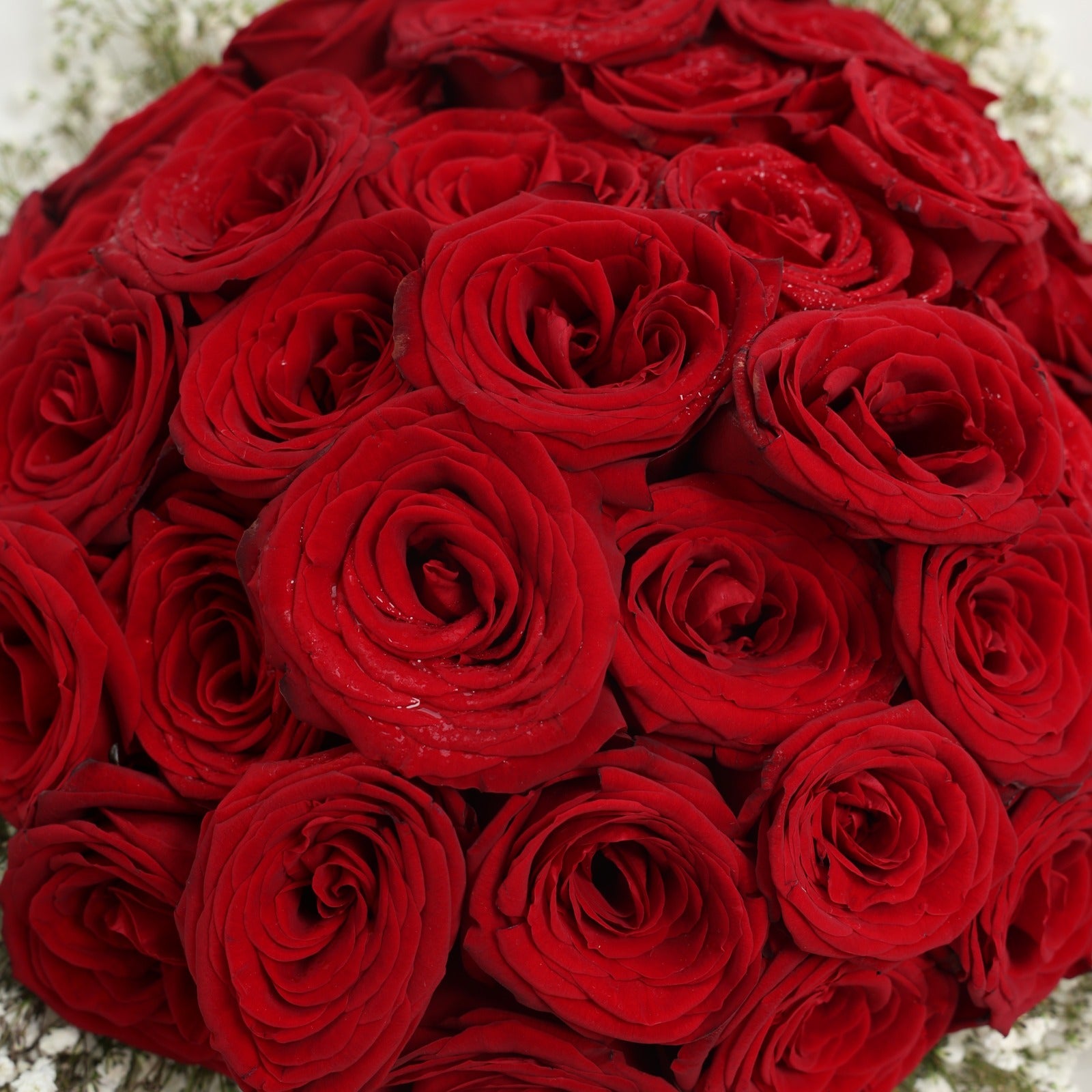 36 Premium Roses With Gypsophila